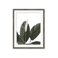 Picture of Focus of White Flower Peace Lily _GroupedProduct_Rectangle_Portrait_Framed_Matted_