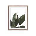 Picture of Focus of White Flower Peace Lily _GroupedProduct_Rectangle_Portrait_Framed_Matted_