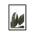 Picture of Focus of White Flower Peace Lily _GroupedProduct_Rectangle_Portrait_Framed_Matted_