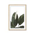 Picture of Focus of White Flower Peace Lily _GroupedProduct_Rectangle_Portrait_Framed_Matted_