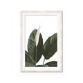 Picture of Focus of White Flower Peace Lily _GroupedProduct_Rectangle_Portrait_Framed_Matted_