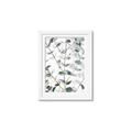 Picture of Eucalyptus Vine _GroupedProduct_Rectangle_Portrait_Photography _GroupedProduct_Rectangle_Portrait_Framed_Matted_