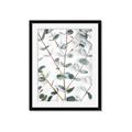 Picture of Eucalyptus Vine _GroupedProduct_Rectangle_Portrait_Photography _GroupedProduct_Rectangle_Portrait_Framed_Matted_