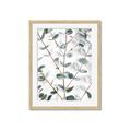 Picture of Eucalyptus Vine _GroupedProduct_Rectangle_Portrait_Photography _GroupedProduct_Rectangle_Portrait_Framed_Matted_