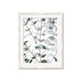 Picture of Eucalyptus Vine _GroupedProduct_Rectangle_Portrait_Photography _GroupedProduct_Rectangle_Portrait_Framed_Matted_