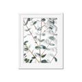 Picture of Eucalyptus Vine _GroupedProduct_Rectangle_Portrait_Photography _GroupedProduct_Rectangle_Portrait_Framed_Matted_