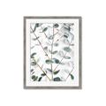 Picture of Eucalyptus Vine _GroupedProduct_Rectangle_Portrait_Photography _GroupedProduct_Rectangle_Portrait_Framed_Matted_