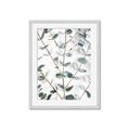 Picture of Eucalyptus Vine _GroupedProduct_Rectangle_Portrait_Photography _GroupedProduct_Rectangle_Portrait_Framed_Matted_