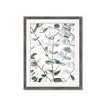 Picture of Eucalyptus Vine _GroupedProduct_Rectangle_Portrait_Photography _GroupedProduct_Rectangle_Portrait_Framed_Matted_