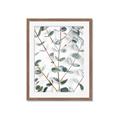 Picture of Eucalyptus Vine _GroupedProduct_Rectangle_Portrait_Photography _GroupedProduct_Rectangle_Portrait_Framed_Matted_