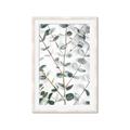 Picture of Eucalyptus Vine _GroupedProduct_Rectangle_Portrait_Photography _GroupedProduct_Rectangle_Portrait_Framed_Matted_