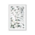 Picture of Eucalyptus Vine _GroupedProduct_Rectangle_Portrait_Photography _GroupedProduct_Rectangle_Portrait_Framed_Matted_