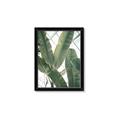 Picture of Banana Plant _GroupedProduct_Rectangle_Portrait_Photography _GroupedProduct_Rectangle_Portrait_Framed_Matted_