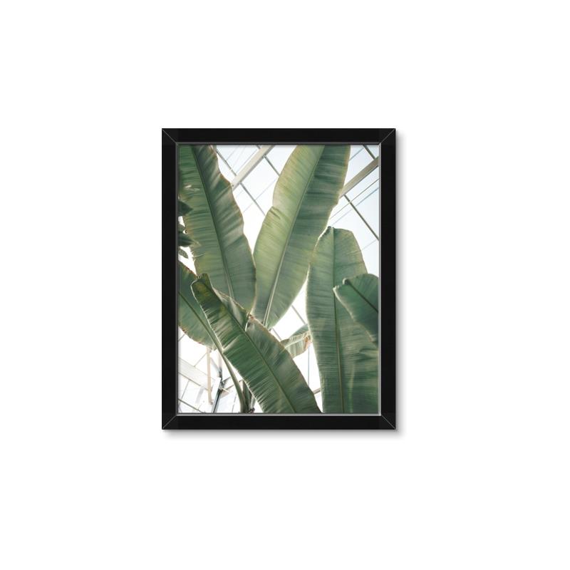 Picture of Banana Plant _GroupedProduct_Rectangle_Portrait_Photography _GroupedProduct_Rectangle_Portrait_Framed_Matted_