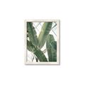 Picture of Banana Plant _GroupedProduct_Rectangle_Portrait_Photography _GroupedProduct_Rectangle_Portrait_Framed_Matted_