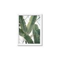 Picture of Banana Plant _GroupedProduct_Rectangle_Portrait_Photography _GroupedProduct_Rectangle_Portrait_Framed_Matted_