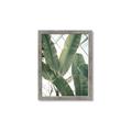 Picture of Banana Plant _GroupedProduct_Rectangle_Portrait_Photography _GroupedProduct_Rectangle_Portrait_Framed_Matted_