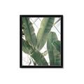Picture of Banana Plant _GroupedProduct_Rectangle_Portrait_Photography _GroupedProduct_Rectangle_Portrait_Framed_Matted_