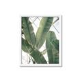 Picture of Banana Plant _GroupedProduct_Rectangle_Portrait_Photography _GroupedProduct_Rectangle_Portrait_Framed_Matted_