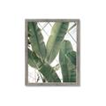 Picture of Banana Plant _GroupedProduct_Rectangle_Portrait_Photography _GroupedProduct_Rectangle_Portrait_Framed_Matted_