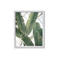 Picture of Banana Plant _GroupedProduct_Rectangle_Portrait_Photography _GroupedProduct_Rectangle_Portrait_Framed_Matted_