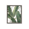 Picture of Banana Plant _GroupedProduct_Rectangle_Portrait_Photography _GroupedProduct_Rectangle_Portrait_Framed_Matted_