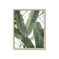 Picture of Banana Plant _GroupedProduct_Rectangle_Portrait_Photography _GroupedProduct_Rectangle_Portrait_Framed_Matted_