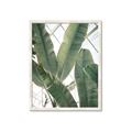 Picture of Banana Plant _GroupedProduct_Rectangle_Portrait_Photography _GroupedProduct_Rectangle_Portrait_Framed_Matted_