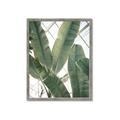 Picture of Banana Plant _GroupedProduct_Rectangle_Portrait_Photography _GroupedProduct_Rectangle_Portrait_Framed_Matted_
