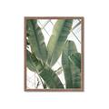 Picture of Banana Plant _GroupedProduct_Rectangle_Portrait_Photography _GroupedProduct_Rectangle_Portrait_Framed_Matted_