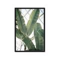 Picture of Banana Plant _GroupedProduct_Rectangle_Portrait_Photography _GroupedProduct_Rectangle_Portrait_Framed_Matted_