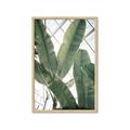 Picture of Banana Plant _GroupedProduct_Rectangle_Portrait_Photography _GroupedProduct_Rectangle_Portrait_Framed_Matted_