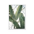 Picture of Banana Plant _GroupedProduct_Rectangle_Portrait_Photography _GroupedProduct_Rectangle_Portrait_Framed_Matted_