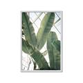 Picture of Banana Plant _GroupedProduct_Rectangle_Portrait_Photography _GroupedProduct_Rectangle_Portrait_Framed_Matted_