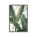 Picture of Banana Plant _GroupedProduct_Rectangle_Portrait_Photography _GroupedProduct_Rectangle_Portrait_Framed_Matted_