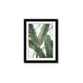 Picture of Banana Plant _GroupedProduct_Rectangle_Portrait_Photography _GroupedProduct_Rectangle_Portrait_Framed_Matted_