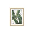 Picture of Banana Plant _GroupedProduct_Rectangle_Portrait_Photography _GroupedProduct_Rectangle_Portrait_Framed_Matted_