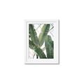 Picture of Banana Plant _GroupedProduct_Rectangle_Portrait_Photography _GroupedProduct_Rectangle_Portrait_Framed_Matted_