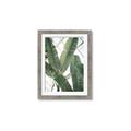 Picture of Banana Plant _GroupedProduct_Rectangle_Portrait_Photography _GroupedProduct_Rectangle_Portrait_Framed_Matted_