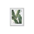 Picture of Banana Plant _GroupedProduct_Rectangle_Portrait_Photography _GroupedProduct_Rectangle_Portrait_Framed_Matted_