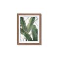 Picture of Banana Plant _GroupedProduct_Rectangle_Portrait_Photography _GroupedProduct_Rectangle_Portrait_Framed_Matted_