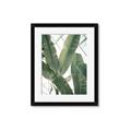 Picture of Banana Plant _GroupedProduct_Rectangle_Portrait_Photography _GroupedProduct_Rectangle_Portrait_Framed_Matted_