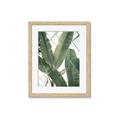 Picture of Banana Plant _GroupedProduct_Rectangle_Portrait_Photography _GroupedProduct_Rectangle_Portrait_Framed_Matted_
