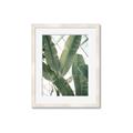 Picture of Banana Plant _GroupedProduct_Rectangle_Portrait_Photography _GroupedProduct_Rectangle_Portrait_Framed_Matted_