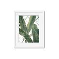 Picture of Banana Plant _GroupedProduct_Rectangle_Portrait_Photography _GroupedProduct_Rectangle_Portrait_Framed_Matted_