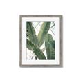 Picture of Banana Plant _GroupedProduct_Rectangle_Portrait_Photography _GroupedProduct_Rectangle_Portrait_Framed_Matted_