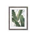 Picture of Banana Plant _GroupedProduct_Rectangle_Portrait_Photography _GroupedProduct_Rectangle_Portrait_Framed_Matted_