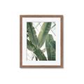 Picture of Banana Plant _GroupedProduct_Rectangle_Portrait_Photography _GroupedProduct_Rectangle_Portrait_Framed_Matted_