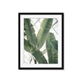 Picture of Banana Plant _GroupedProduct_Rectangle_Portrait_Photography _GroupedProduct_Rectangle_Portrait_Framed_Matted_