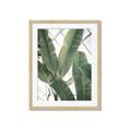 Picture of Banana Plant _GroupedProduct_Rectangle_Portrait_Photography _GroupedProduct_Rectangle_Portrait_Framed_Matted_